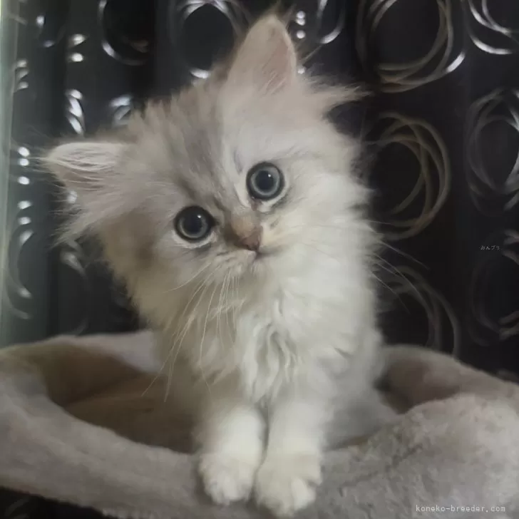 ID：2505-00103の子猫