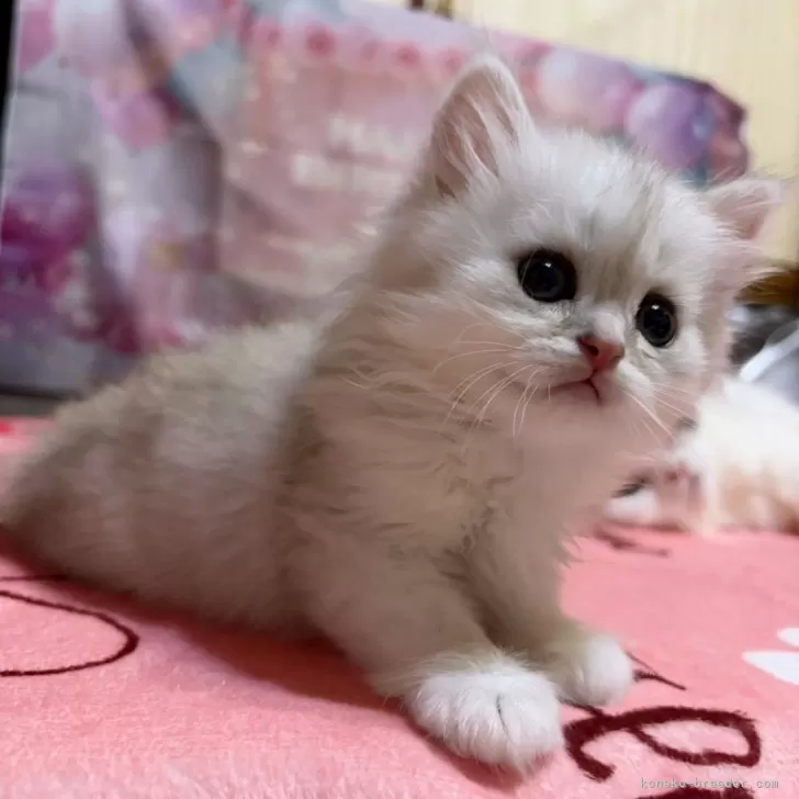 ID:2505-00534の子猫