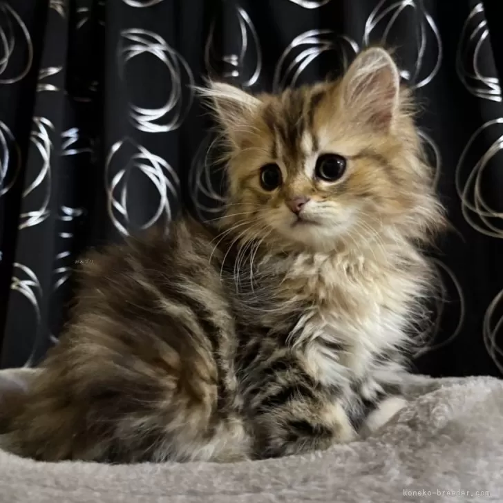 ID：2505-00539の子猫