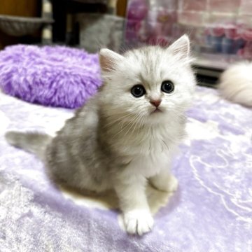 ペルシャ(チンチラ)【茨城県・男の子・2025年3月24日・チンチラシルバー】の写真「両親共に多数の遺伝子検査クリア✨️人間大好きboy」