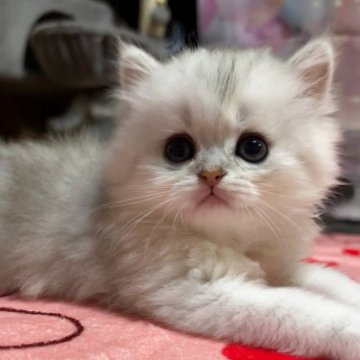 ペルシャ(チンチラ)【茨城県・男の子・2025年4月6日・チンチラシルバー】の写真「両親多数遺伝子検査クリア✨️最高の癒し系男子❤︎」