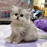 ペルシャ(チンチラ)