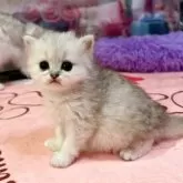 ペルシャ(チンチラ)