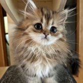 ペルシャ(チンチラ)