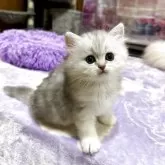 ペルシャ(チンチラ)