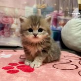 ペルシャ(チンチラ)