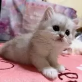 ペルシャ(チンチラ)【茨城県・男の子・2025年4月6日・チンチラシルバー】の写真1「遊ぶの大好き男の子✨️」