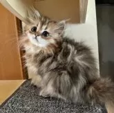 ペルシャ(チンチラ)【茨城県・男の子・2025年6月15日・チンチラゴールデン】の写真2