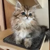 ペルシャ(チンチラ)【茨城県・男の子・2025年6月15日・チンチラゴールデン】の写真4