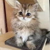 ペルシャ(チンチラ)【茨城県・男の子・2025年6月15日・チンチラゴールデン】の写真5