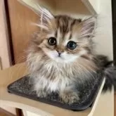 ペルシャ(チンチラ)【茨城県・男の子・2025年6月15日・チンチラゴールデン】の写真6