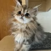 ペルシャ(チンチラ)【茨城県・男の子・2025年6月15日・チンチラゴールデン】の写真7