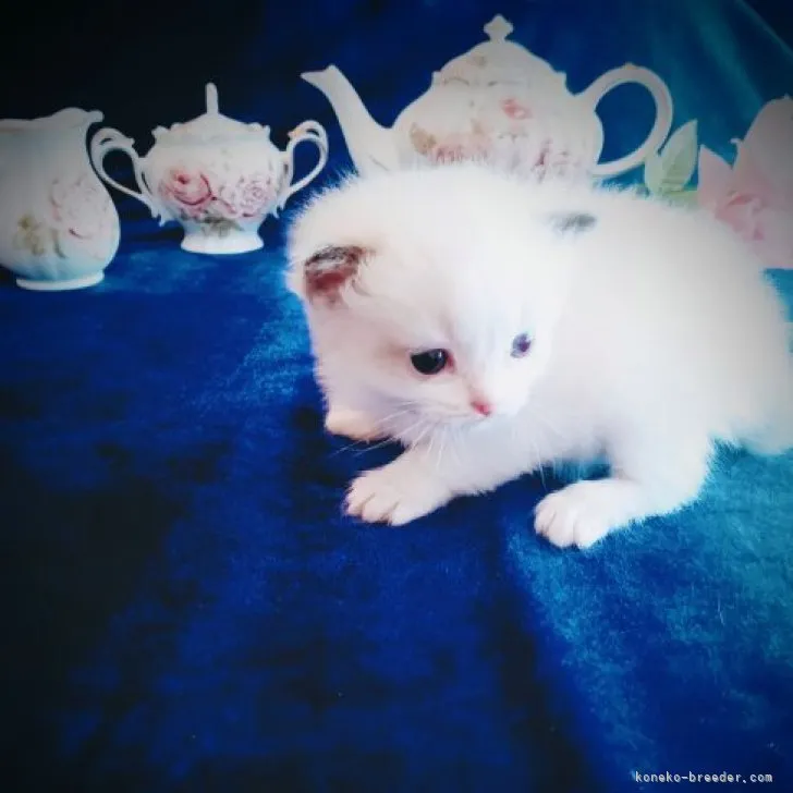 ID：2303-01790の子猫