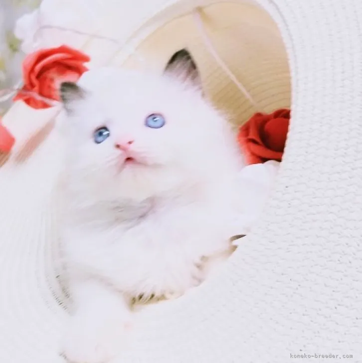 ID:2307-01151の子猫