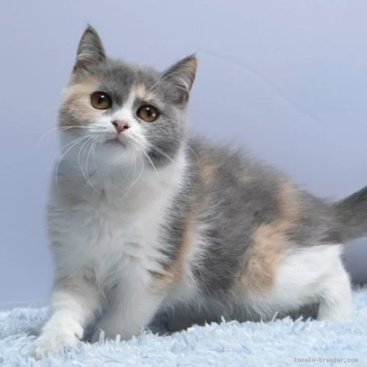 ID:2408-02477の子猫