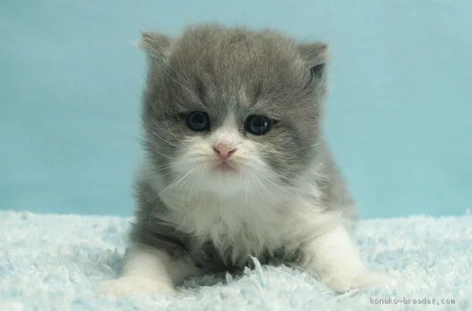 ID:2011-01258の子猫
