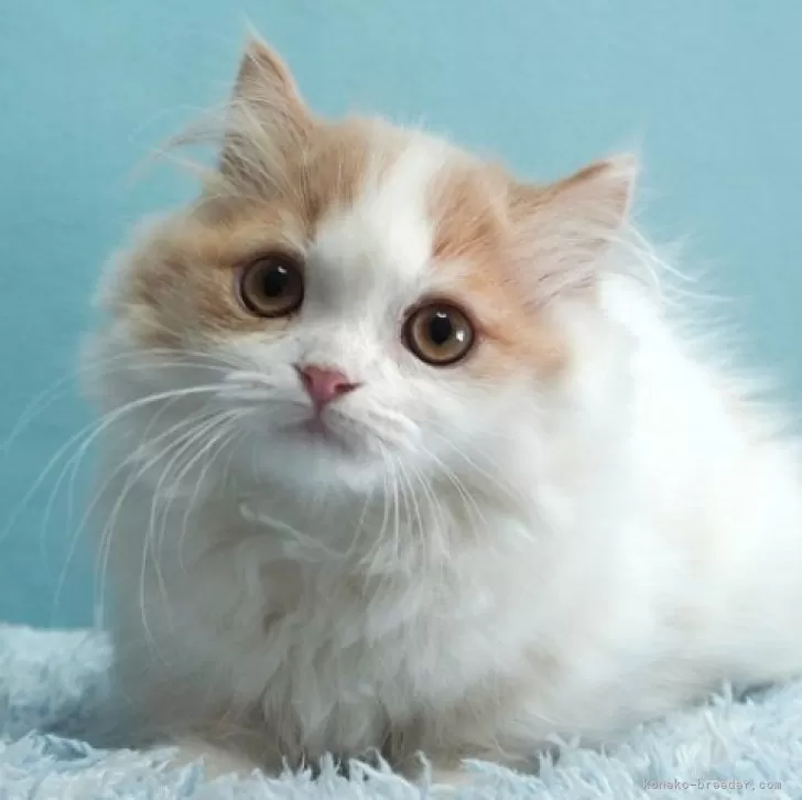 ID:2310-01821の子猫