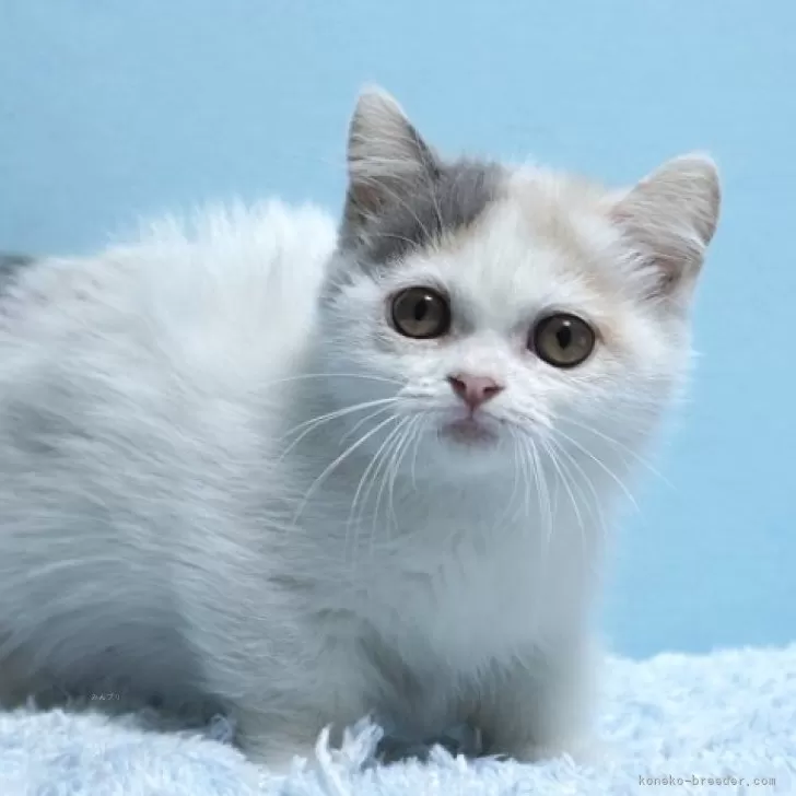 ID：2403-00640の子猫