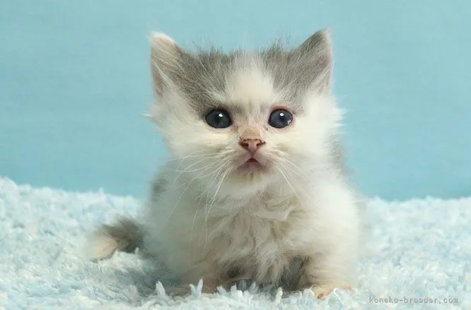 ID:2104-00332の子猫