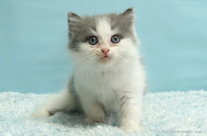 ID:2104-00333の子猫