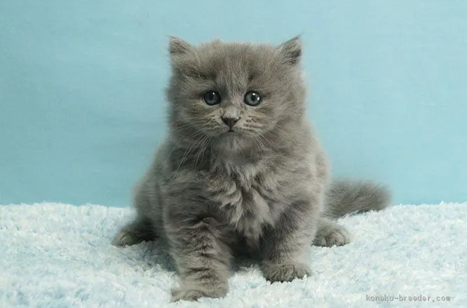 ID:2101-01096の子猫