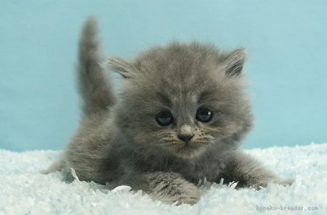 ID:2105-02149の子猫
