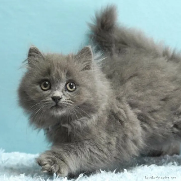 ID:2310-01826の子猫