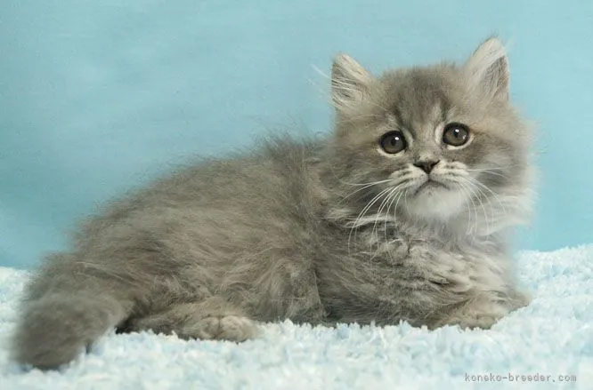 ID:2105-02146の子猫