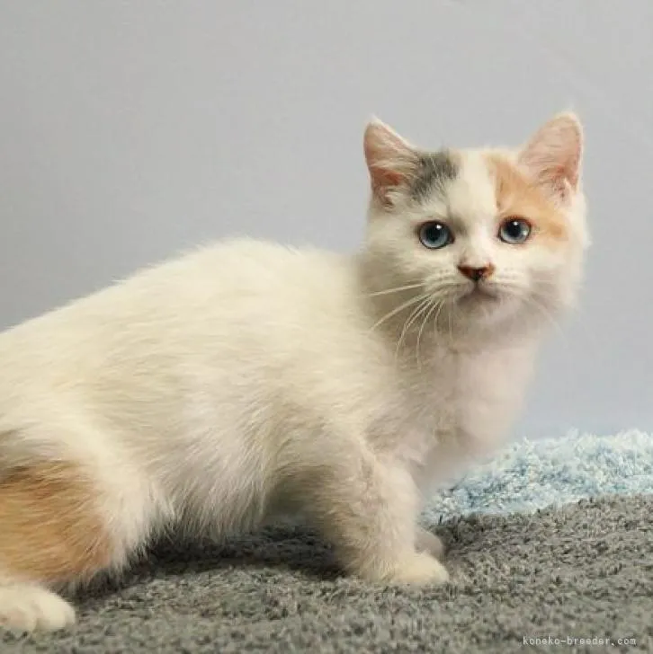 ID:2208-00994の子猫