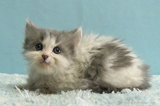 ID:2111-01019の子猫