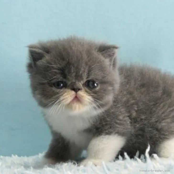 ID：2302-00646の子猫