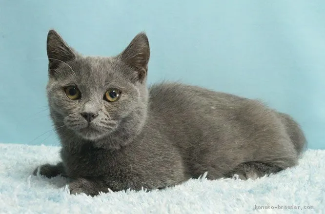 ID:2010-01637の子猫