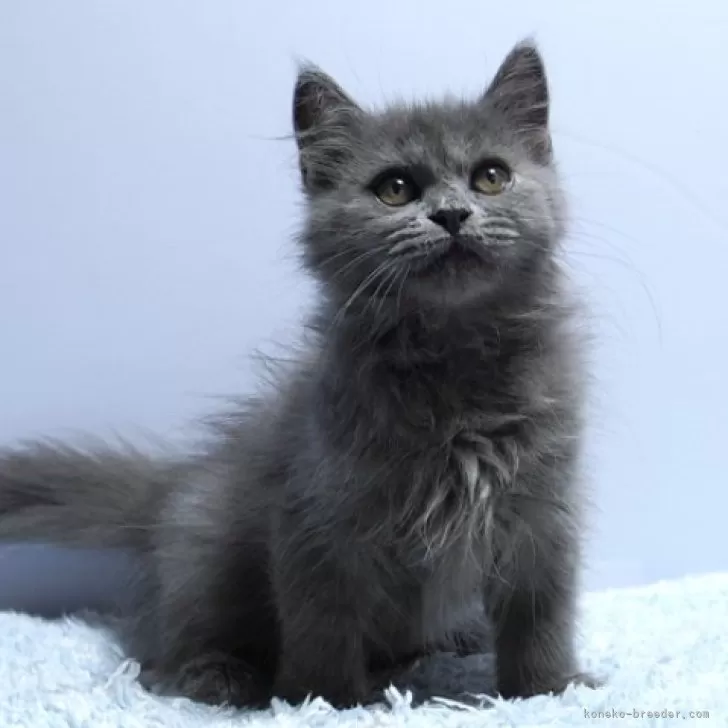 ID:2408-02414の子猫