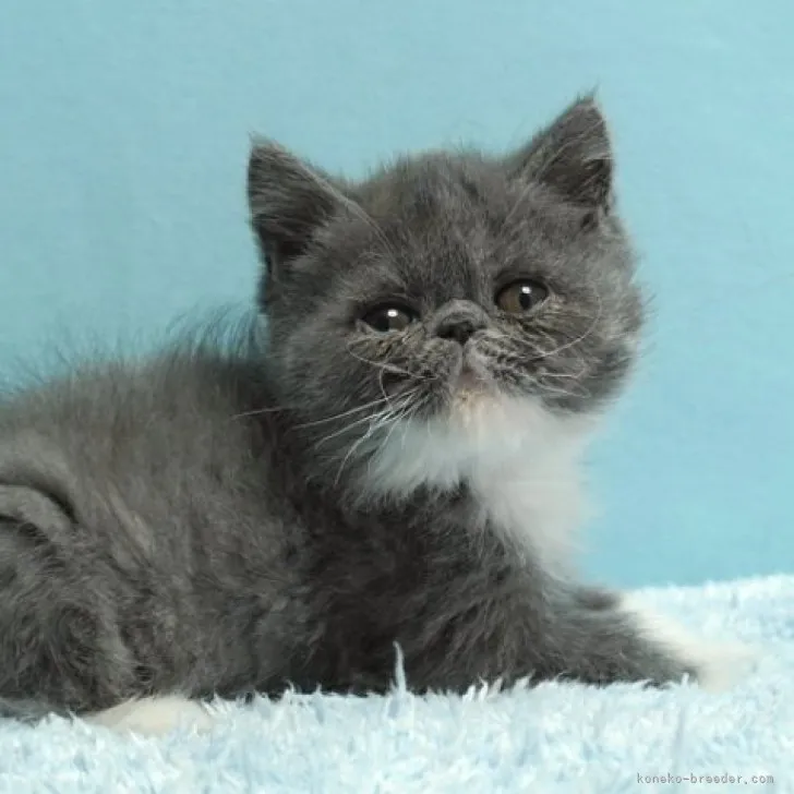 ID:2302-00645の子猫