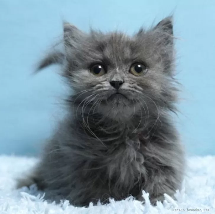 ID：2406-01587の子猫