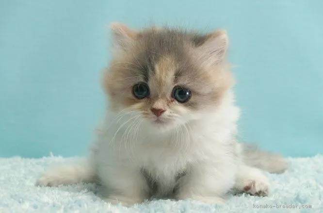ID：2010-00978の子猫