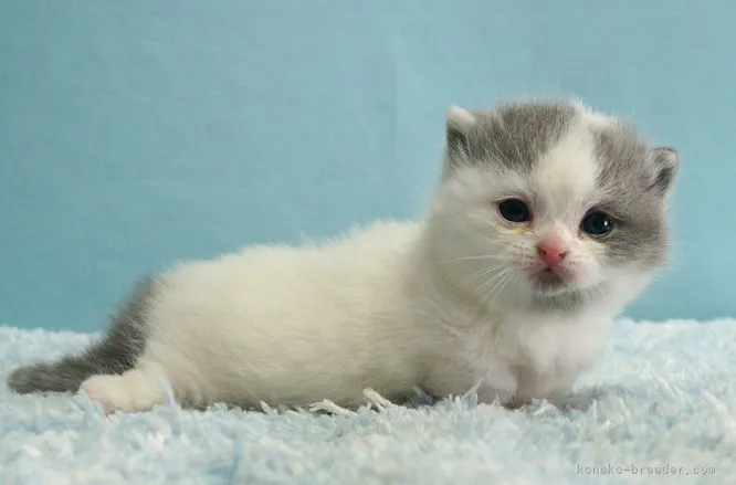 ID:2111-01860の子猫