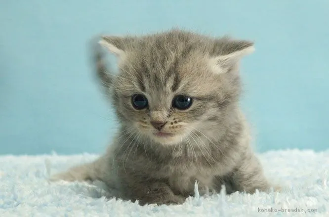 ID:2012-01433の子猫