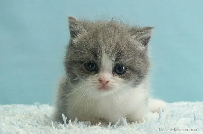 ID:2105-00355の子猫