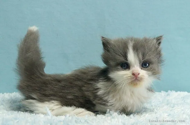 ID：2109-02298の子猫