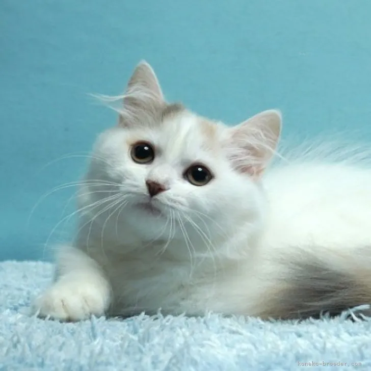 ID:2307-02322の子猫