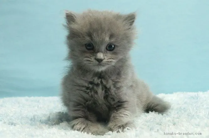 ID:2010-00976の子猫