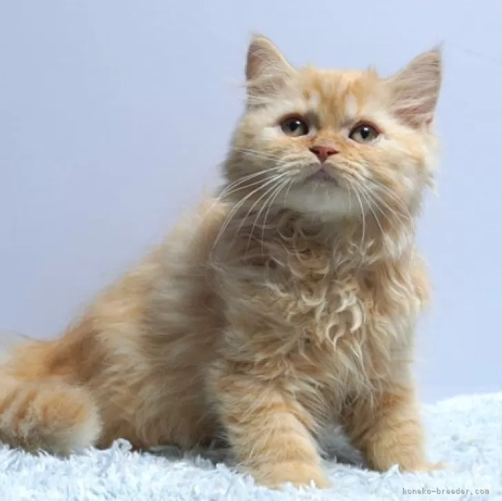 ID:2408-02411の子猫