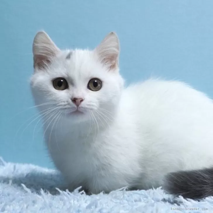 ID：2403-00637の子猫