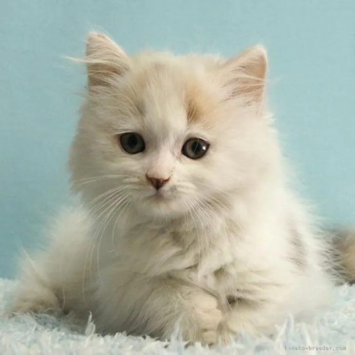 ID：2210-01027の子猫