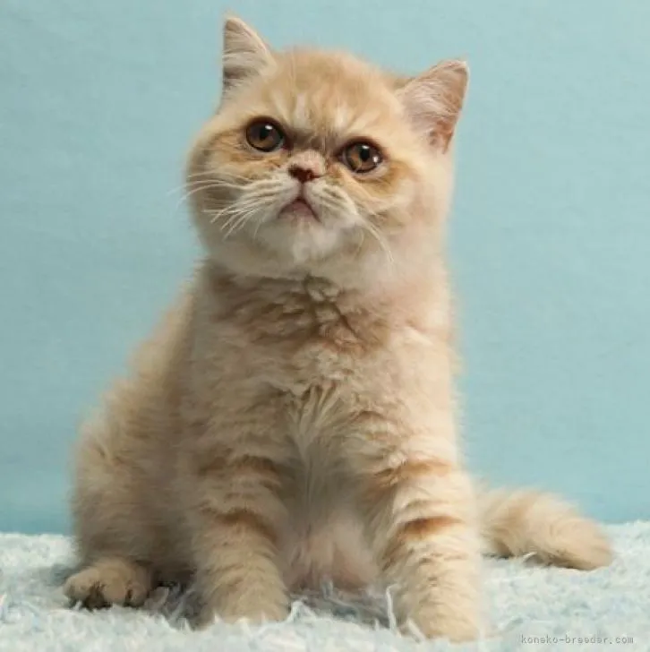ID:2211-00720の子猫