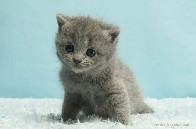 ID:2012-01431の子猫