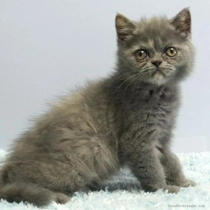 ID：2205-03054の子猫