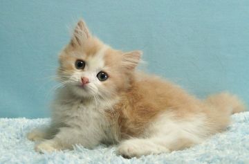 マンチカン(短足)【群馬県・男の子・2021年7月18日・クリーム&ホワイト】の写真「短足マンチカンの男の子　癒し系のクリーム＆ホワイト」
