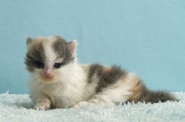 ミヌエット【群馬県・女の子・2021年12月20日・ダイリュートキャリコ】の写真「希少カラーのダイリュートキャリコ」